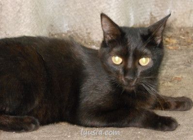 Черная кошка, черный кот