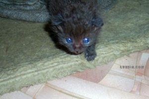 Kitten rescue - history of the rescued kitten