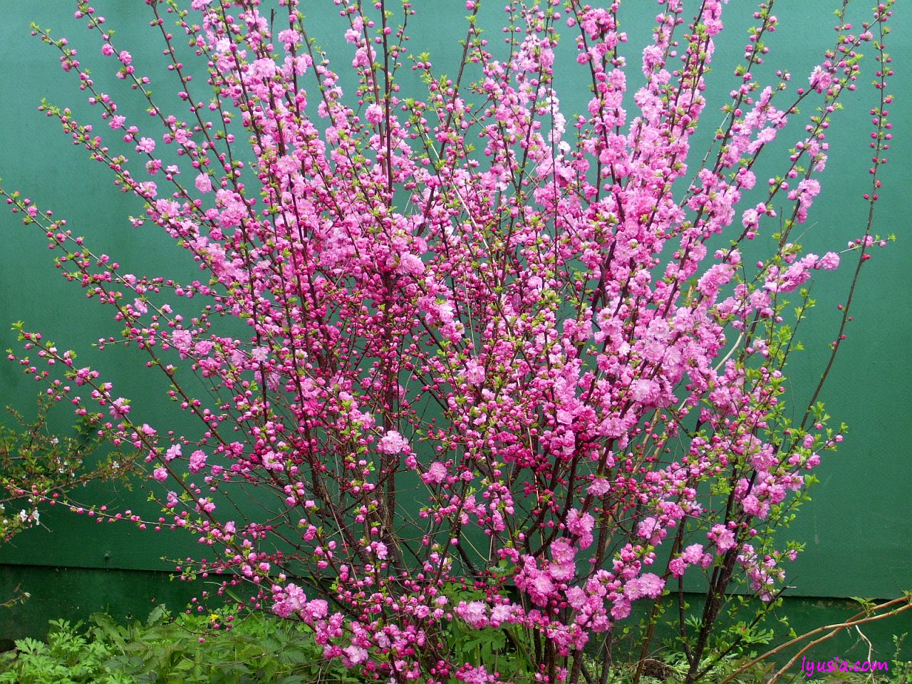 Розовые цветущие кустарники весной. Миндаль трехлопастный луизеания. Миндаль трехлопастной Prunus triloba. Миндаль трехлопастный (луизеания) Розенмунд. Сакура (миндаль трехлопастной).